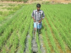 Cono weeder Application