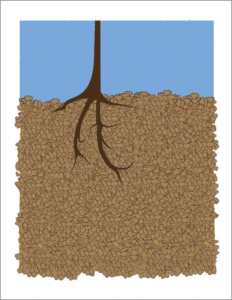 deep-root-irrigation