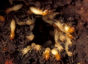 fallout-termites-agriwiki