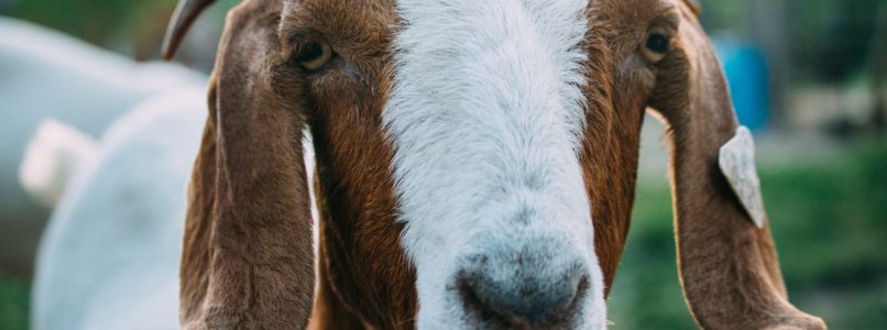ஆடுகளில் குடற்புழு நீக்கம் goat-agriwiki
