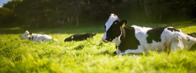 To increase milk production in cattle