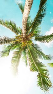 தென்னை ஈரியோபிட் கரையான் coconut tree