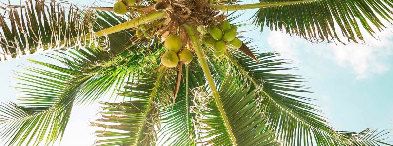 தென்னை ஈரியோபிட் கரையான் coconut tree