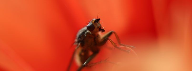 dengue mosquito