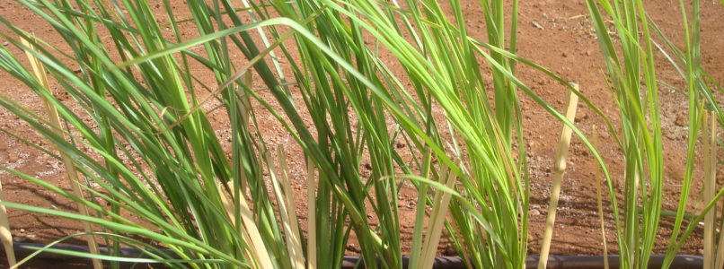 செலவில்லாத சுத்திகரிப்பு கருவி vetiver grass