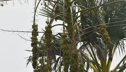 தாளிப் பனை Talipot palm Corypha umbraculifera